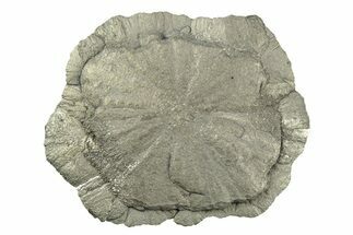 Radiant Pyrite Sun - Sparta, Illinois #342534