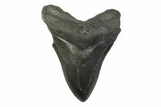 Bargain, Fossil Megalodon Tooth - South Carolina #341377