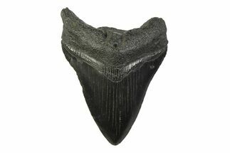 Fossil Megalodon Tooth - South Carolina #341388