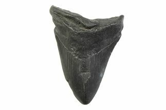 Fossil Megalodon Tooth - South Carolina #341400