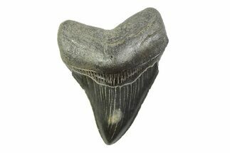 Serrated, Fossil Megalodon Tooth - South Carolina #341406