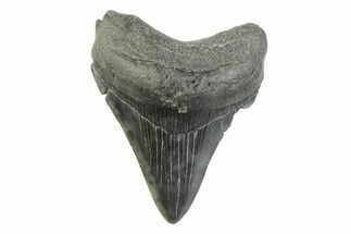 Fossil Megalodon Tooth - South Carolina #341407