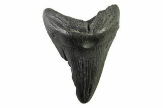 Fossil Megalodon Tooth - South Carolina #341416