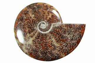 Polished Ammonite (Cleoniceras) Fossil - Madagascar #339110
