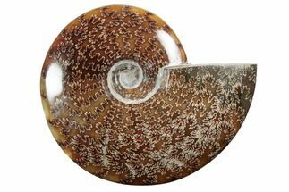 Polished Ammonite (Cleoniceras) Fossil - Madagascar #339112
