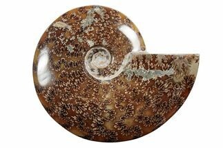 Polished Ammonite (Cleoniceras) Fossil - Madagascar #339116