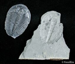 Loose inch Elrathia Trilobite With Negative #2939