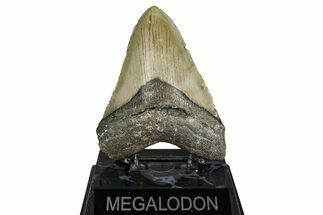 Fossil Megalodon Tooth - North Carolina #342169