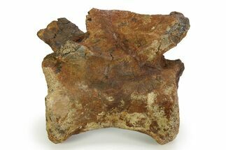Fossil Tyrannosaur Caudal Vertebra - Judith River Formation #343139