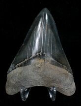 Grey Megalodon Tooth - Georgia #18339