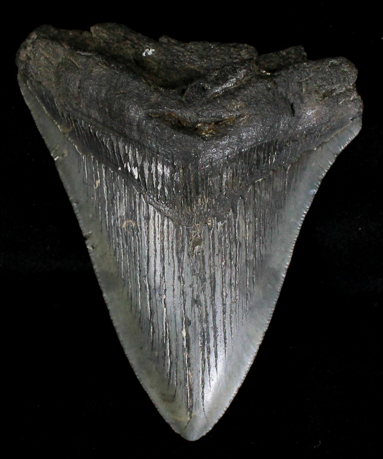 Megalodon tooth fossil price sale