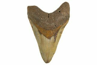 Fossil Megalodon Tooth - North Carolina #342194