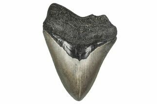 Serrated, Fossil Megalodon Tooth - Georgia #338728