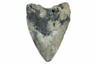 Bargain, Fossil Megalodon Tooth - Georgia #338803