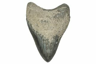 Bargain, Fossil Megalodon Tooth - Georgia #338830