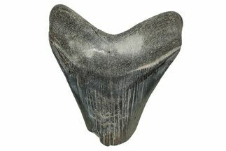 Bargain, Fossil Megalodon Tooth - Georgia #338835