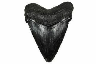 Serrated, Juvenile Megalodon Tooth - South Carolina #340447