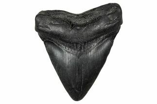 Juvenile Megalodon Tooth - South Carolina #340448