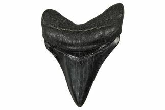 Serrated, Juvenile Megalodon Tooth - South Carolina #340449
