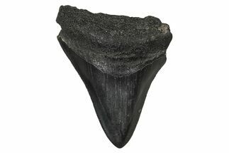 Juvenile Megalodon Tooth - South Carolina #340458