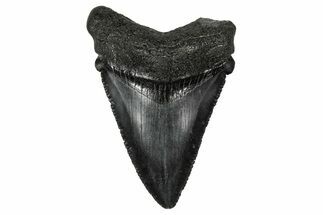 Serrated, Juvenile Megalodon Tooth - South Carolina #340473