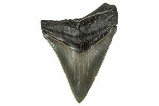 Serrated, Juvenile Megalodon Tooth - South Carolina #340474