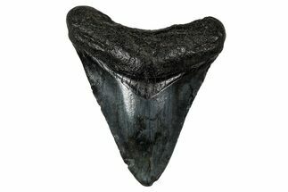 Serrated, Juvenile Megalodon Tooth - South Carolina #340475