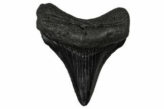 Serrated, Juvenile Megalodon Tooth - South Carolina #340477