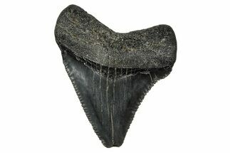 Serrated, Juvenile Megalodon Tooth - South Carolina #340485