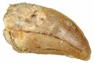 Serrated, Carcharodontosaurus Tooth - Real Dinosaur Tooth #341288