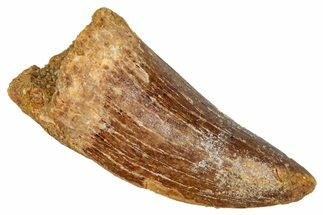 Serrated, Carcharodontosaurus Tooth - Real Dinosaur Tooth #341302