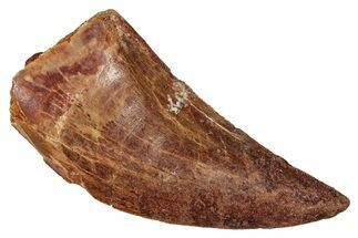 Bargain, Carcharodontosaurus Tooth - Real Dinosaur Tooth #341317