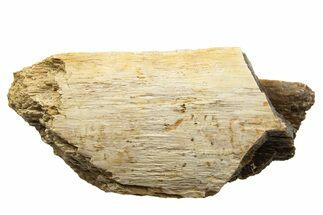 Fossil Tyrannosaur (T rex) Bone Section - Wyoming #342859