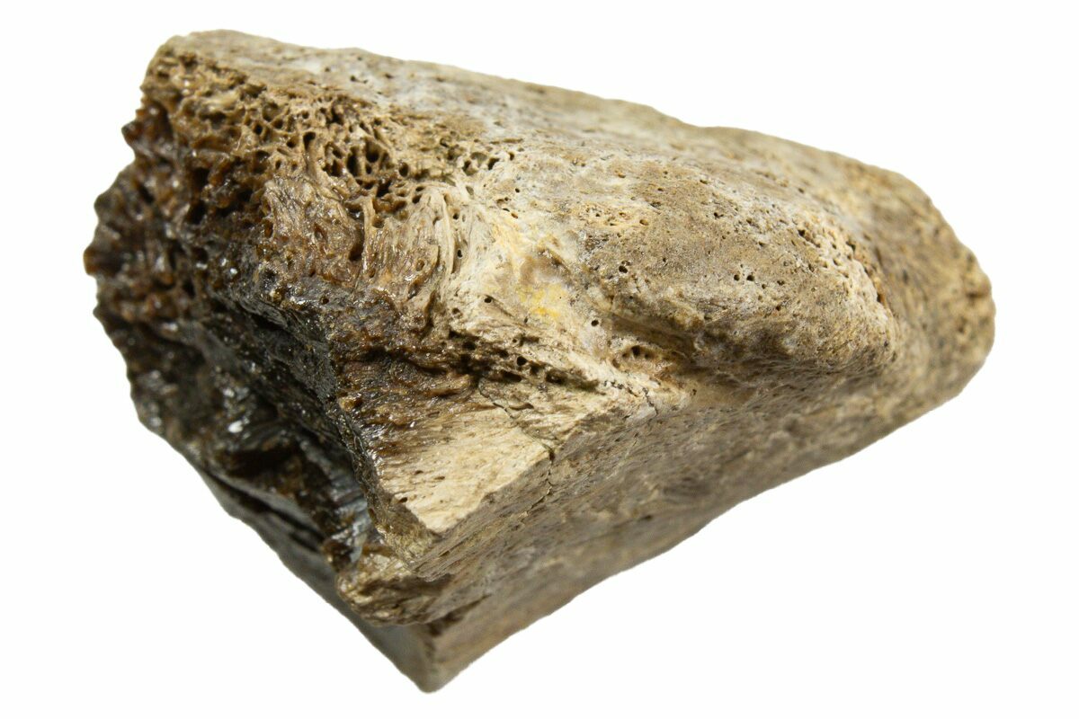 Rex Bone 1.3