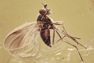 Detailed Fossil Predatory Snipe Fly and Crane Fly In Baltic Amber #343228