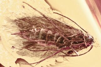 Detailed Fossil Moth and Crane Fly in Baltic Amber #343229