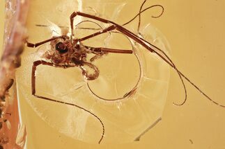 Detailed Fossil Daddy Long-Leg w/ Large Eyes in Baltic Amber #343237