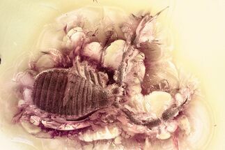 Fantastic Fossil Pseudoscorpion (Cheliferidae) In Baltic Amber #343244