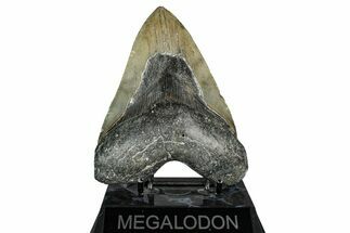 Serrated, Fossil Megalodon Tooth - North Carolina #338593