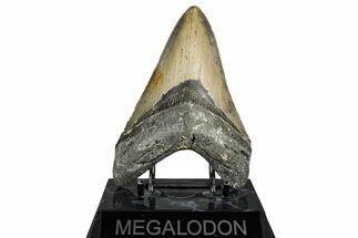 Fossil Megalodon Tooth - North Carolina #338596