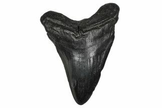 Fossil Megalodon Tooth - South Carolina #341428
