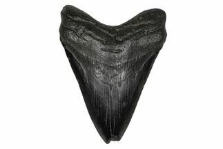 Fossil Megalodon Tooth - South Carolina #341438