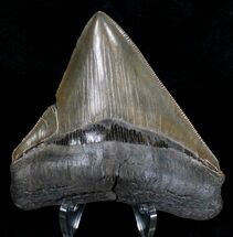Posterior Megalodon Tooth - Fine Tip #18358
