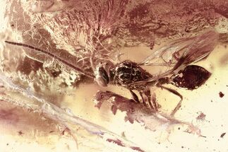 Rare Fossil Wasp (Ismaridae) & Fungus Gnat In Baltic Amber #343270