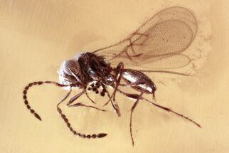 Fossil Parasitoid Wasp (Scelionidae) in Baltic Amber #343277