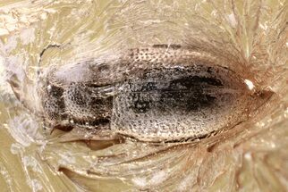 Fossil Fungus Beetle (Revelieria) in Baltic Amber #343324