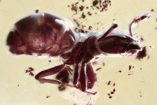 Detailed Fossil Ant (Dolichoderinae) In Baltic Amber #343337