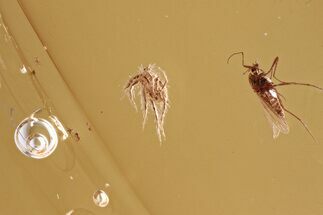 Fossil Hairy Mite and True Midge in Baltic Amber #343347