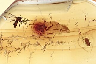 Fossil True Midge and Wingless Scale Insect in Baltic Amber #343369
