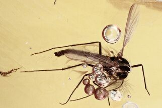 Detailed Fossil True Midge (Chironomidae) w/ Bubbles in Baltic Amber #343381
